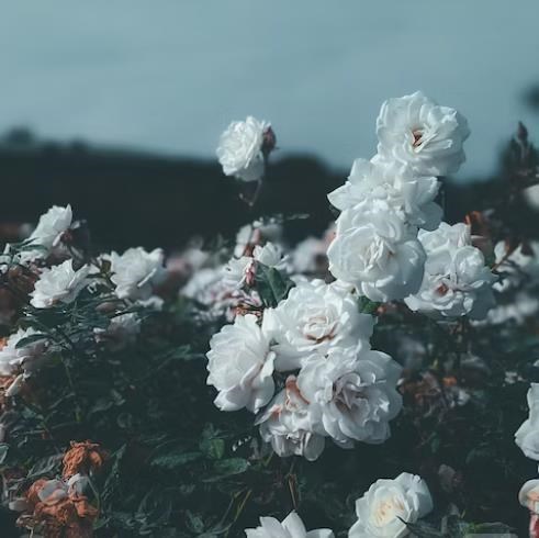 Obituary of Gloria Frances Tierney