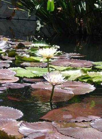 Obituary of Wanda June Howell