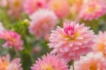 Lillian Jones Obituary (lillian, jones, obituary, expressions sympathy shared Lillian, Fond memories expressions sympathy) Bernice Jones
