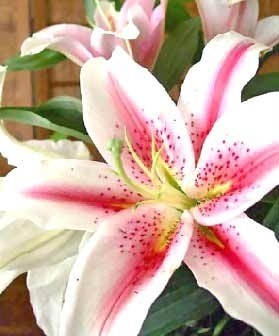 Obituario de Marilyn A. Webster