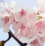 Obituary of Maria Carmen Salazar