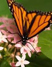 Obituary of Tracy Ann McMahon