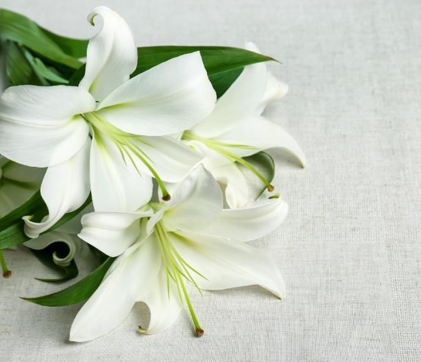 Obituary of Eleanor Silverstein