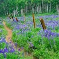 Obituary of Francis Clifford Sroufe