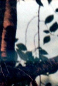 Henry Rice Obituary - Winter Garden, FL