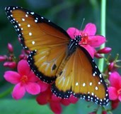 Obituary of Maria Leos Rivera