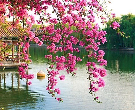 Obituario de Mei Xia Li