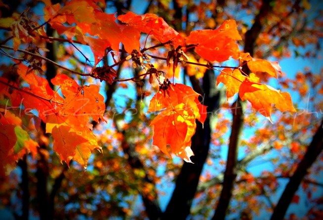 Obituary of Mary Ellen Quist