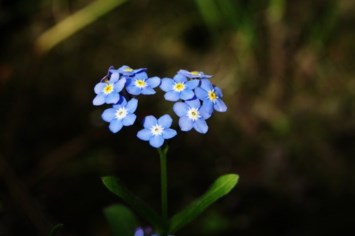 Obituary of Barbara Herskovits