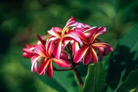 Obituary of Lisa Anne Crow