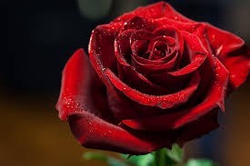 Obituary of Rosalvina Godinez
