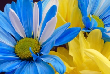 Obituary of Antoinette Gargano