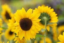 Avis de décès de Charlotte Beatrice Nibbelink