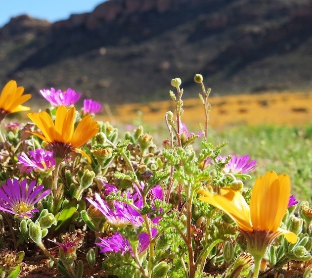 Obituary of Kady Marie Pearson