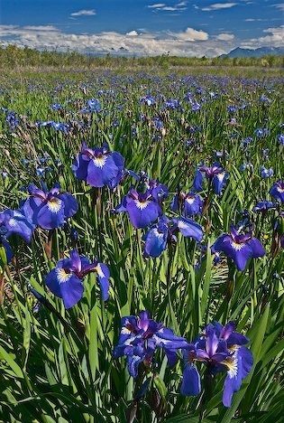 Obituary of Marguerite G. Dvorschak