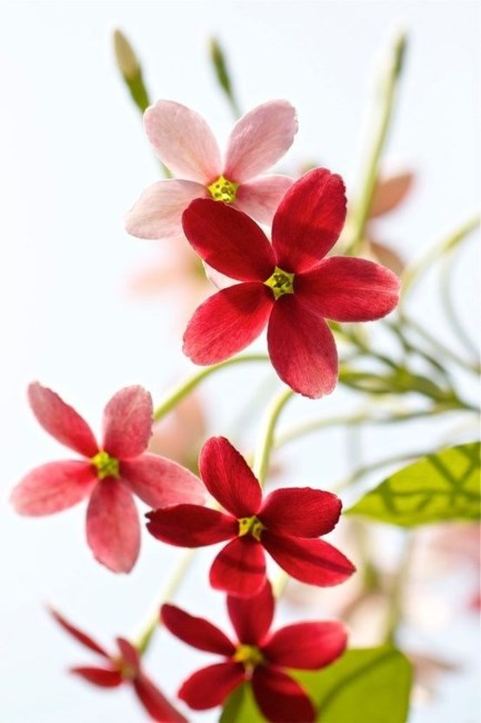 Obituary of Kay Irene Ziegler