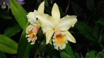 Obituary of Yuk Ping Cheng Chan