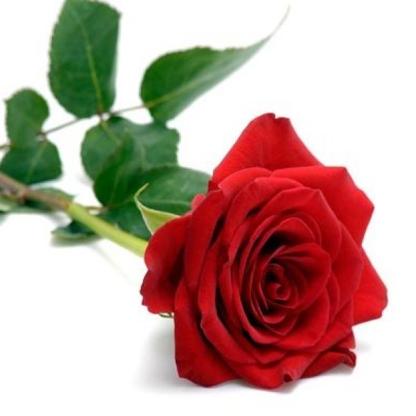 Obituary of Patricia Bosserman Patterson