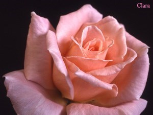 Obituary of Virginia Ann Kinsey