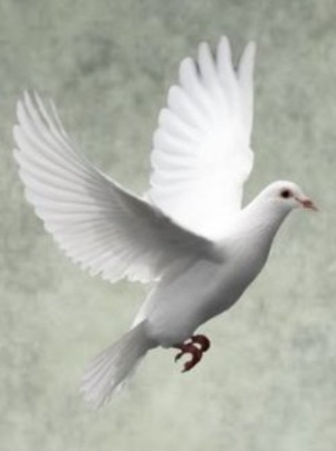 Obituary of Harold Peter Bernard Hughes