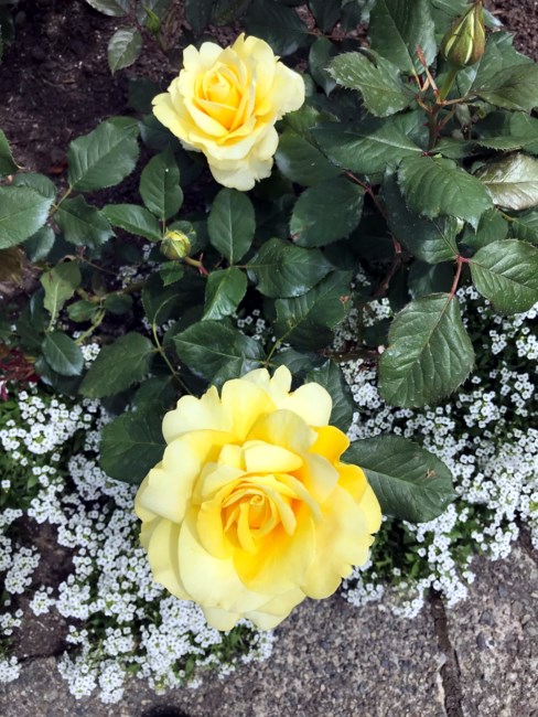 Obituary of Deborah Hazel Attig