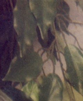 JeanneD'Arc Turcotte Obituary Jonquière, QC