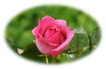 Obituary of Jane Elizabeth Parris