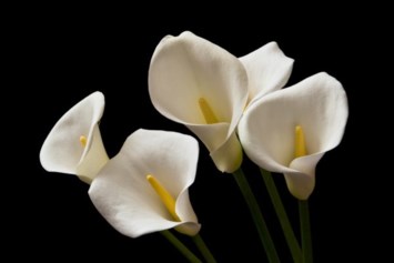 Obituary of John Louis Merrick