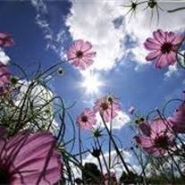 Obituary of Marie Goldie Martin