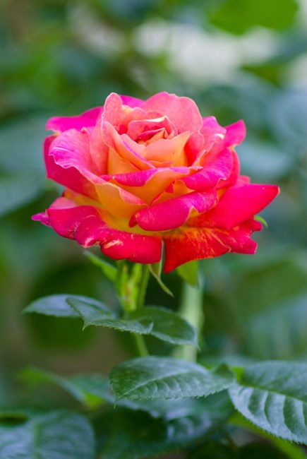 Obituary of Deborah Gene Nicol