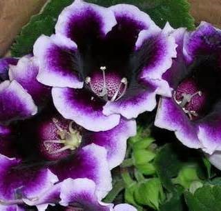 Obituary of Ethel Robson Dressel