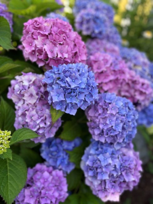 Avis de décès de Patrick Scott Eugene Hawker