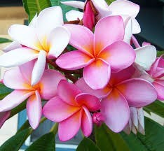 Obituary of Elizabeth Hammond Jones