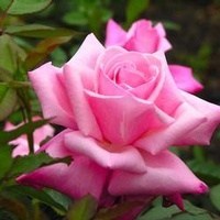 Obituary of Amanda Nguyen