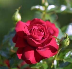 Obituary of Lela Oglesby Lambert