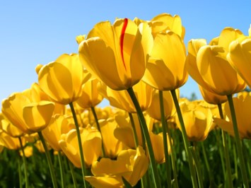 Obituary of Catherine D Pangborn