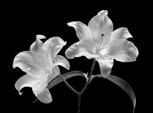 Obituary of Nicholas R. Maniscalco ESQ