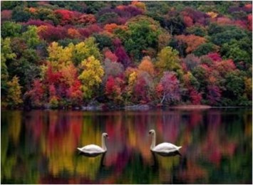 Obituary of Linda Elaine Marcel