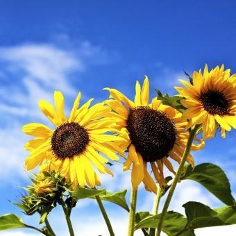 Obituary of Donna Lou Reid