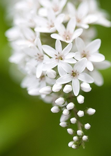Obituary of Sau Ying Lee
