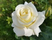 Obituary of Marina Valerio Alberto