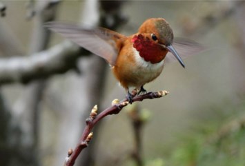 Obituary of Elaine May ATKINS