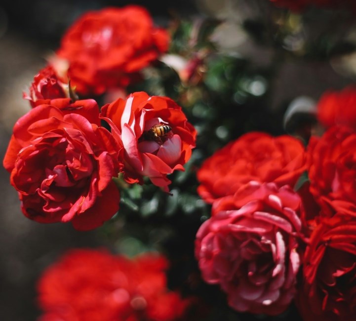 Obituary of Valerie C. Anderson