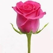 Obituary of Dorris Martin Roach