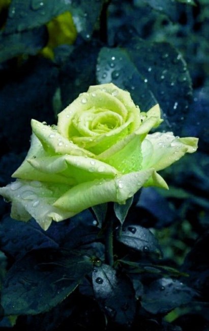 Obituary of Ora Lee Carpenter