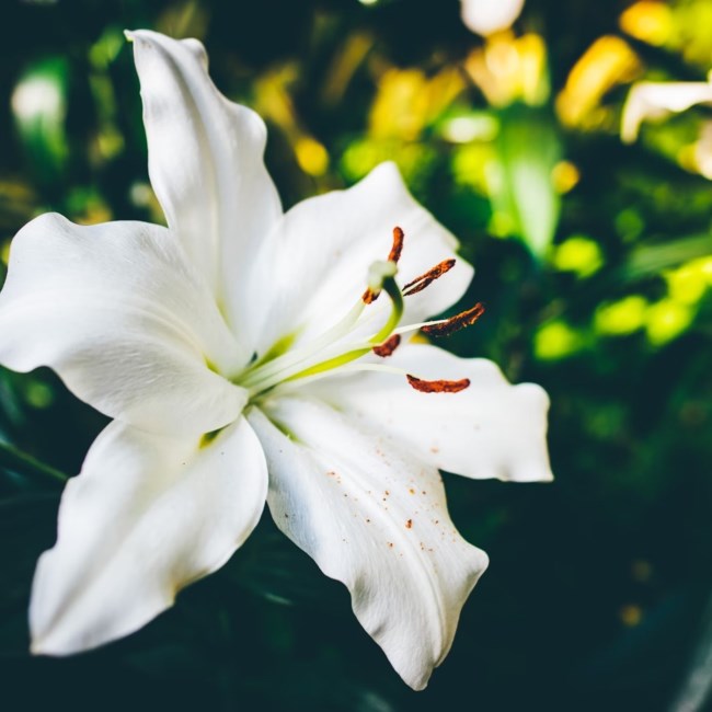 Obituary of Glenn Monroe Carter