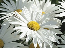 Obituary of Maria Lena Ferguson