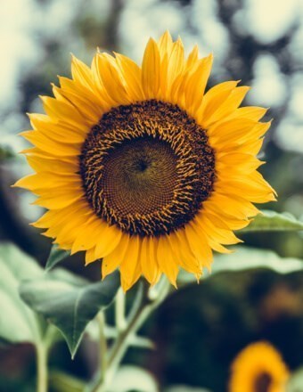 Obituario de Paula Gutierrez