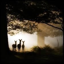 Obituary of Stephen Victor Space