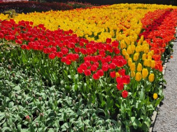 Obituary of Rachael von Ellas